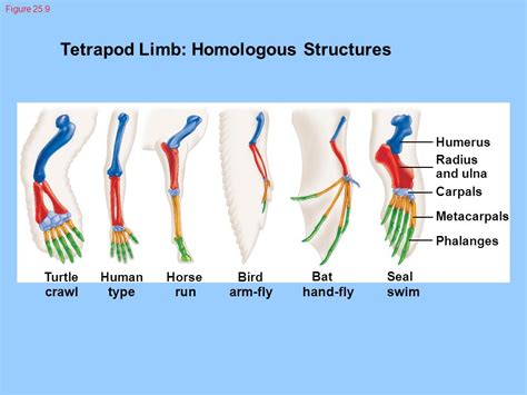 how are tretrapod limbs similar to each other